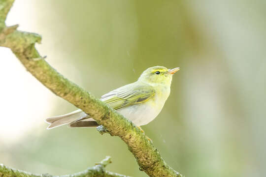 Image of Wood Warbler