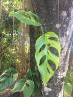 Monstera adansonii Schott resmi