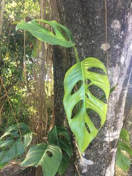 Image of Adanson's monstera