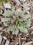 Image of Canadian Horseweed
