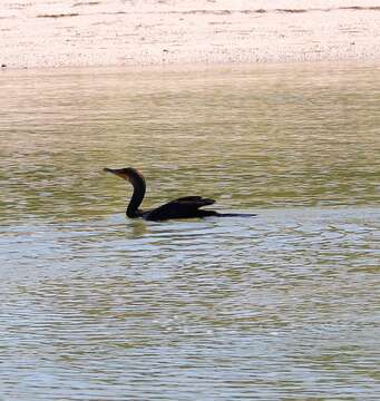 Image of Double-crested Cormorant