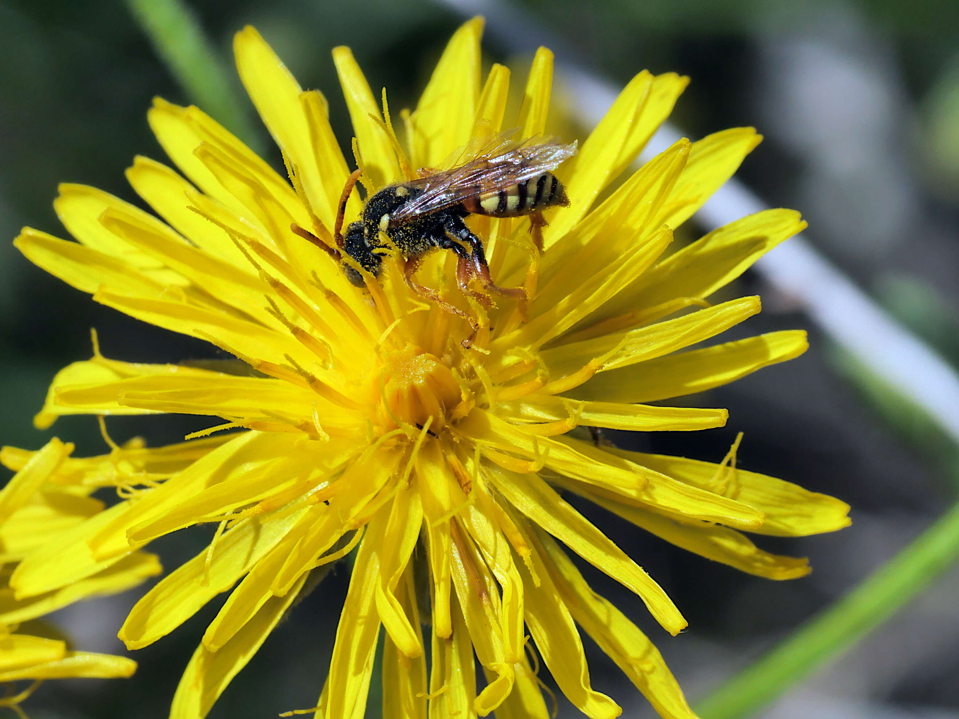 Image de Nomada fucata Panzer 1798