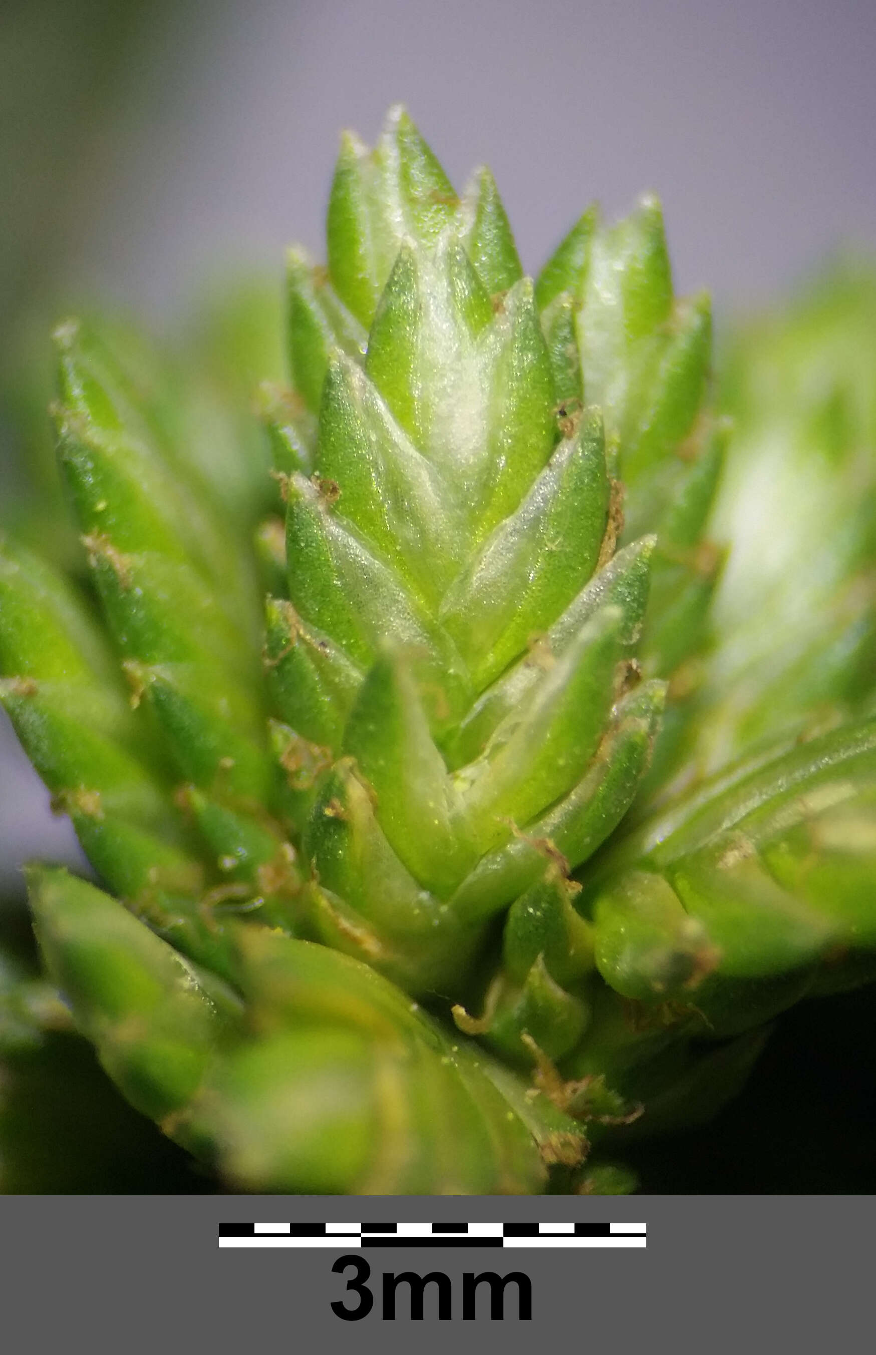 Слика од Cyperus eragrostis Lam.