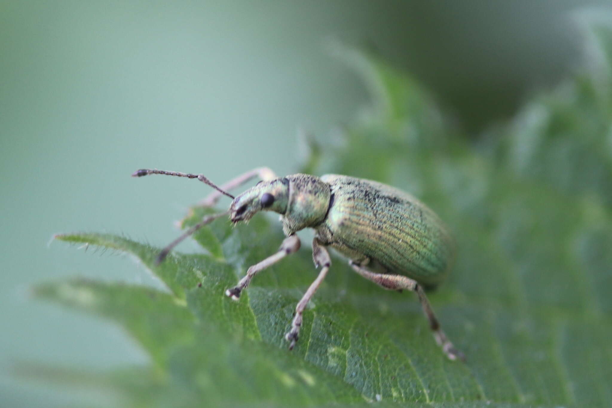 Image of Phyllobius (Metaphyllobius) pomaceus Gyllenhal 1834