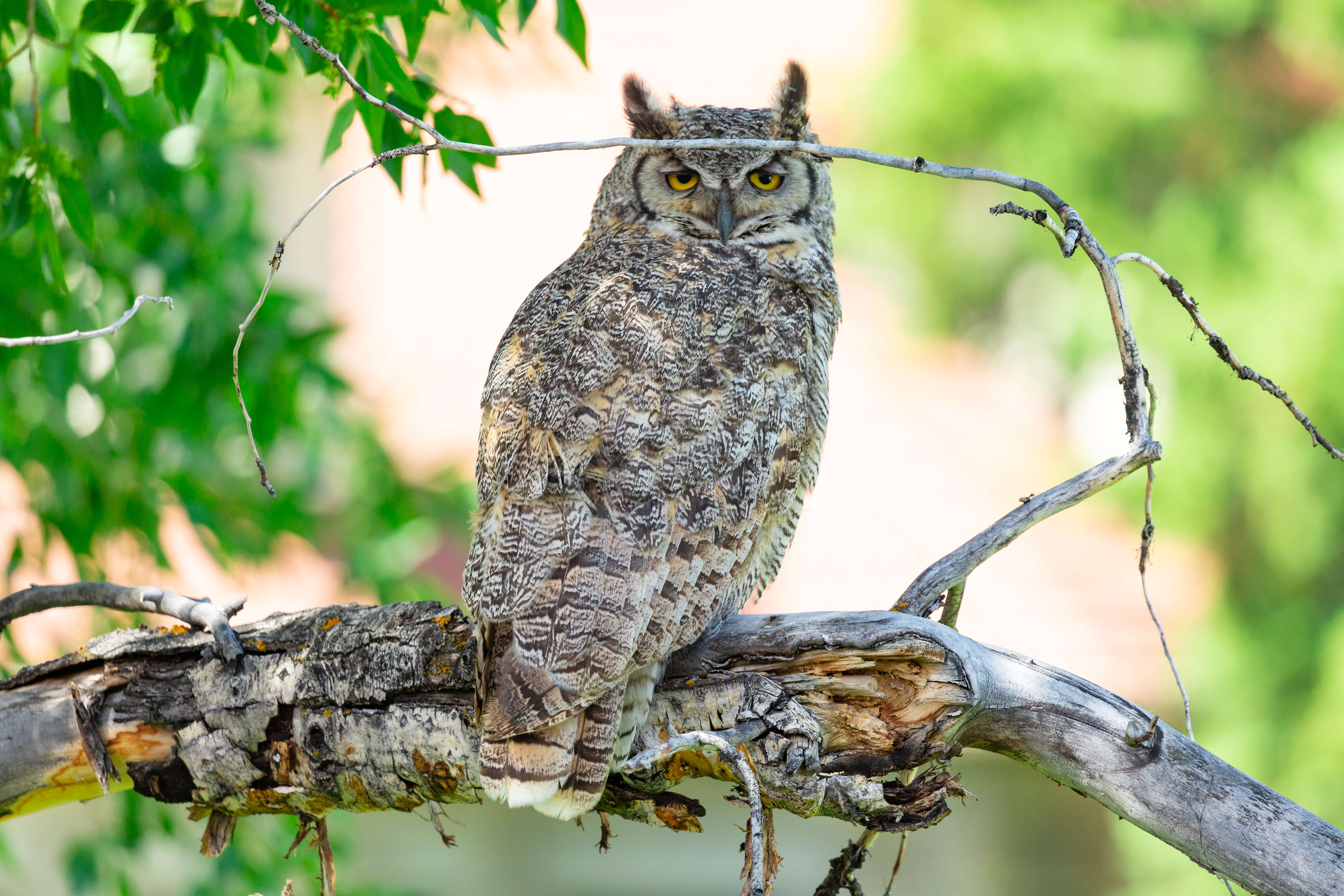 Image of Great Horned Owl