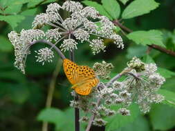 Image of silver-washed fritillary