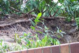 Image of Ficus coronata de Spin