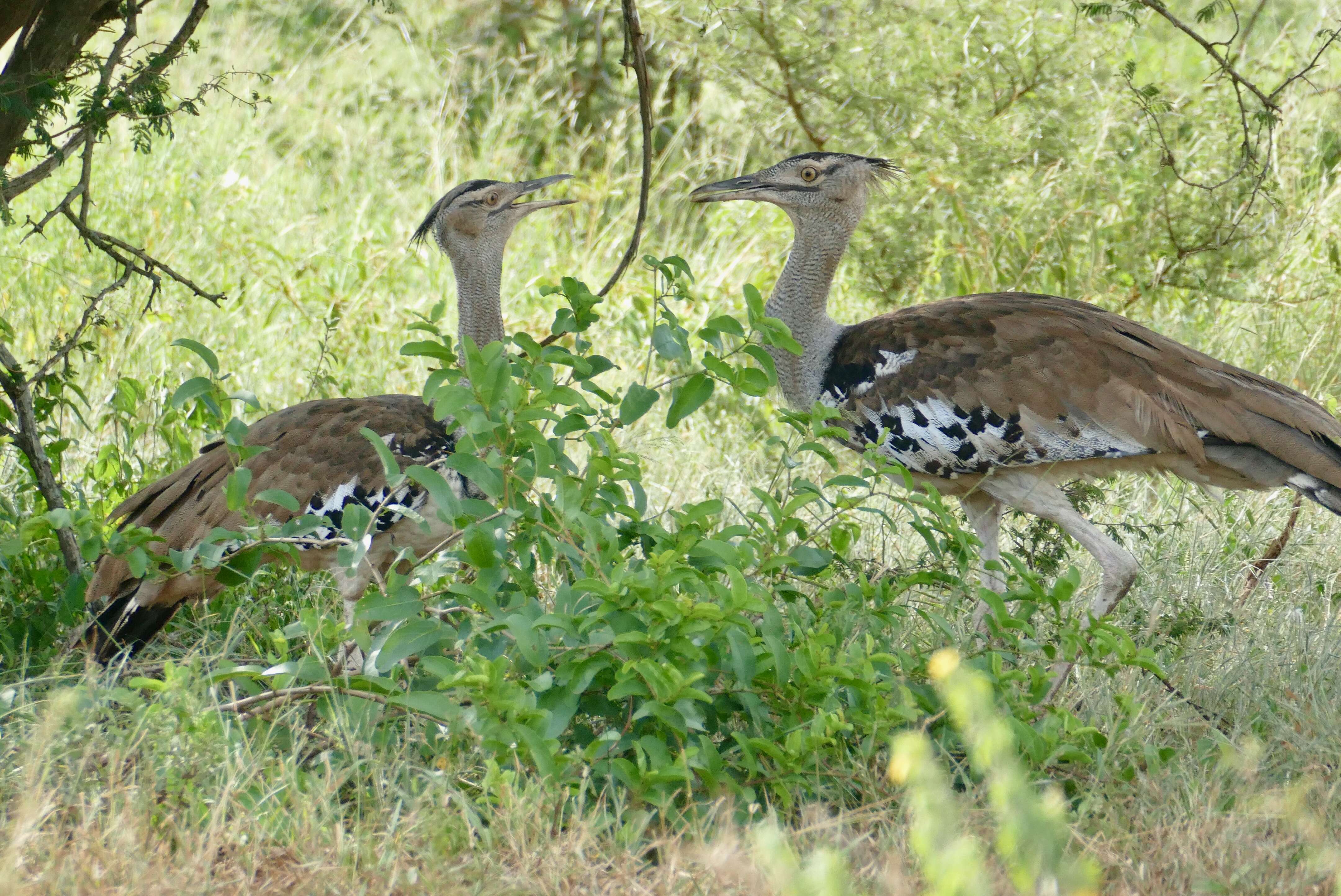 Image of Kori Bustard