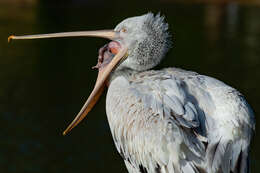 Image of Dalmatian Pelican