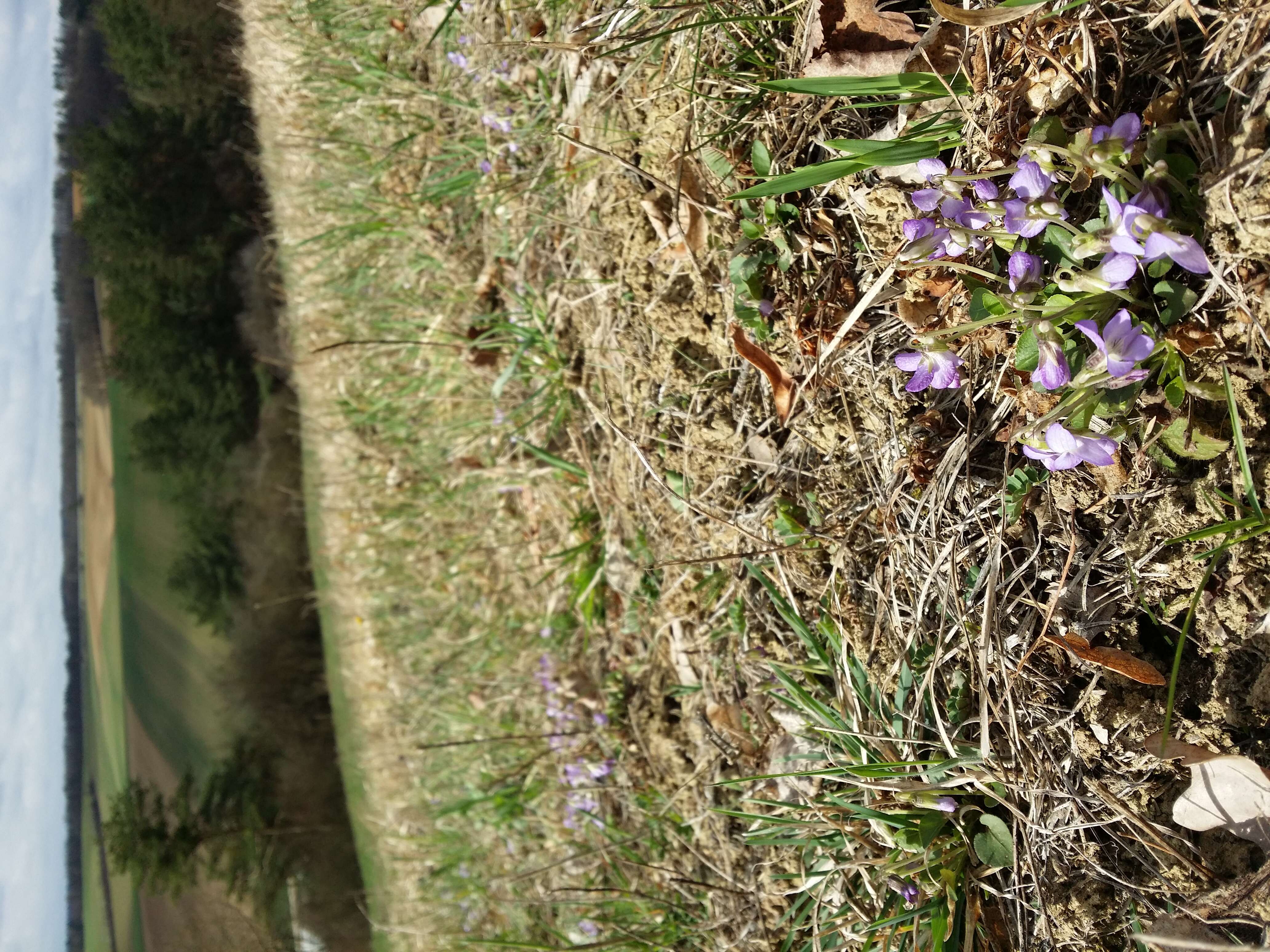 Image of teesdale violet