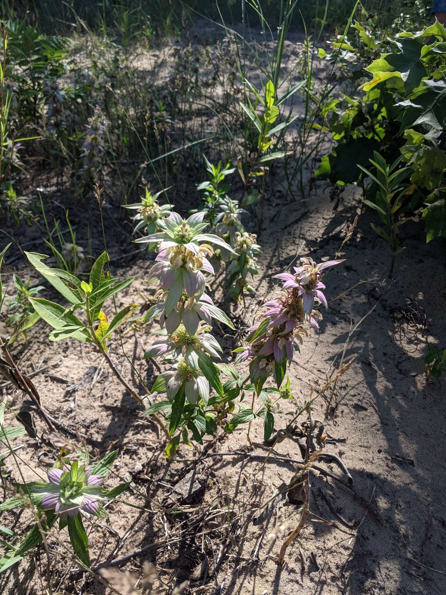 Image of spotted beebalm