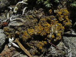 صورة Candelariella aggregata M. Westb.