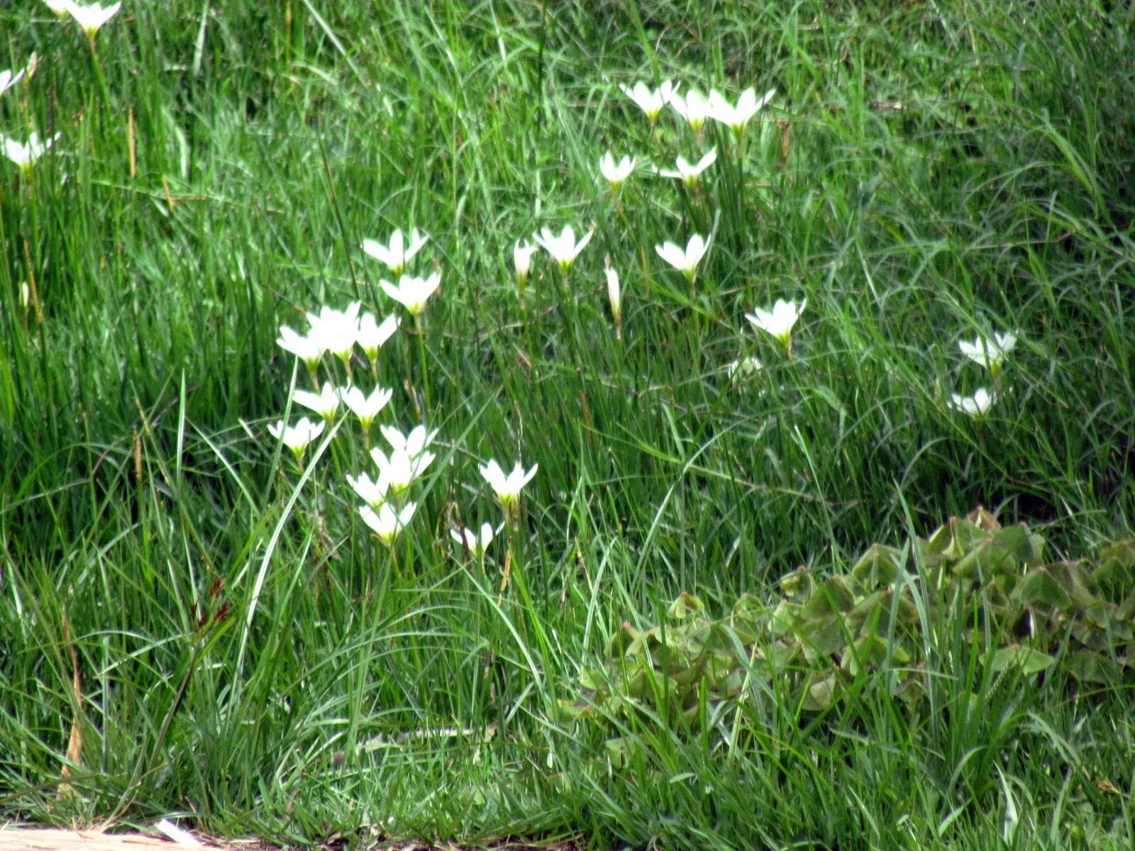 صورة Zephyranthes