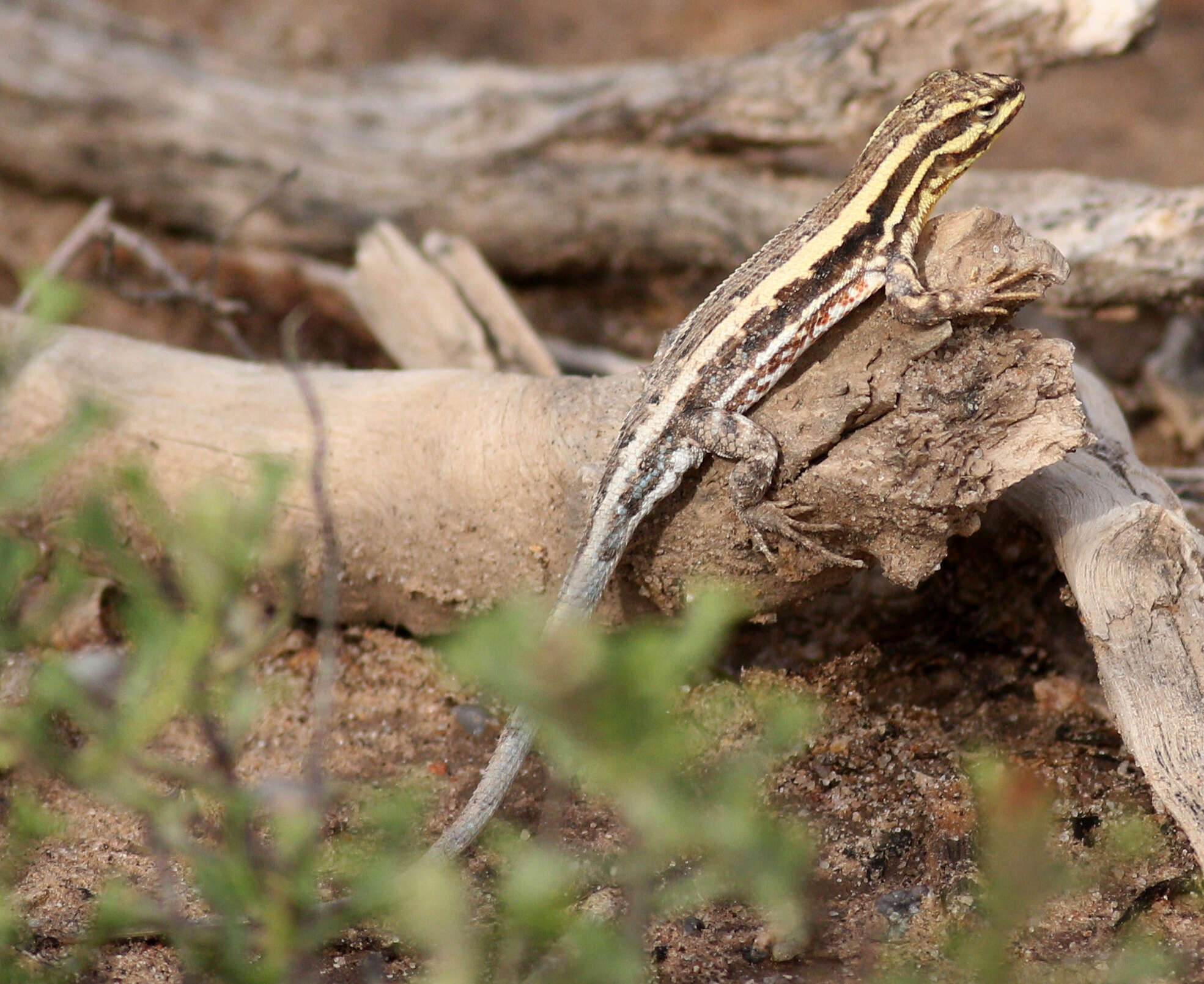 Image of Bibron's Tree Iguana