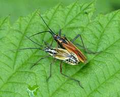 Image of Meadow Plant Bug