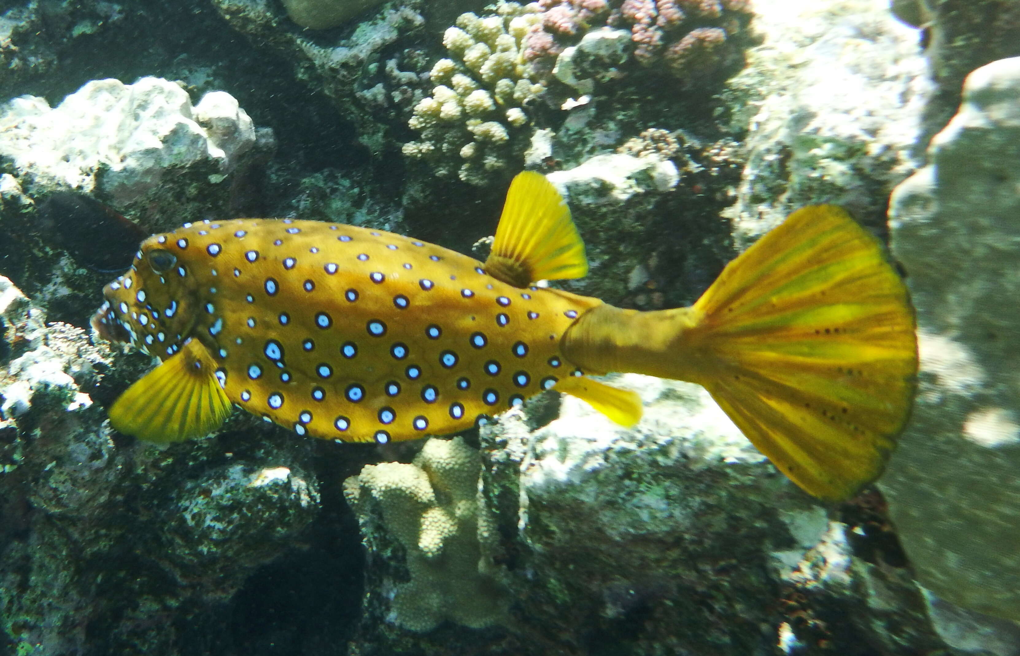 Image of Yellow boxfish