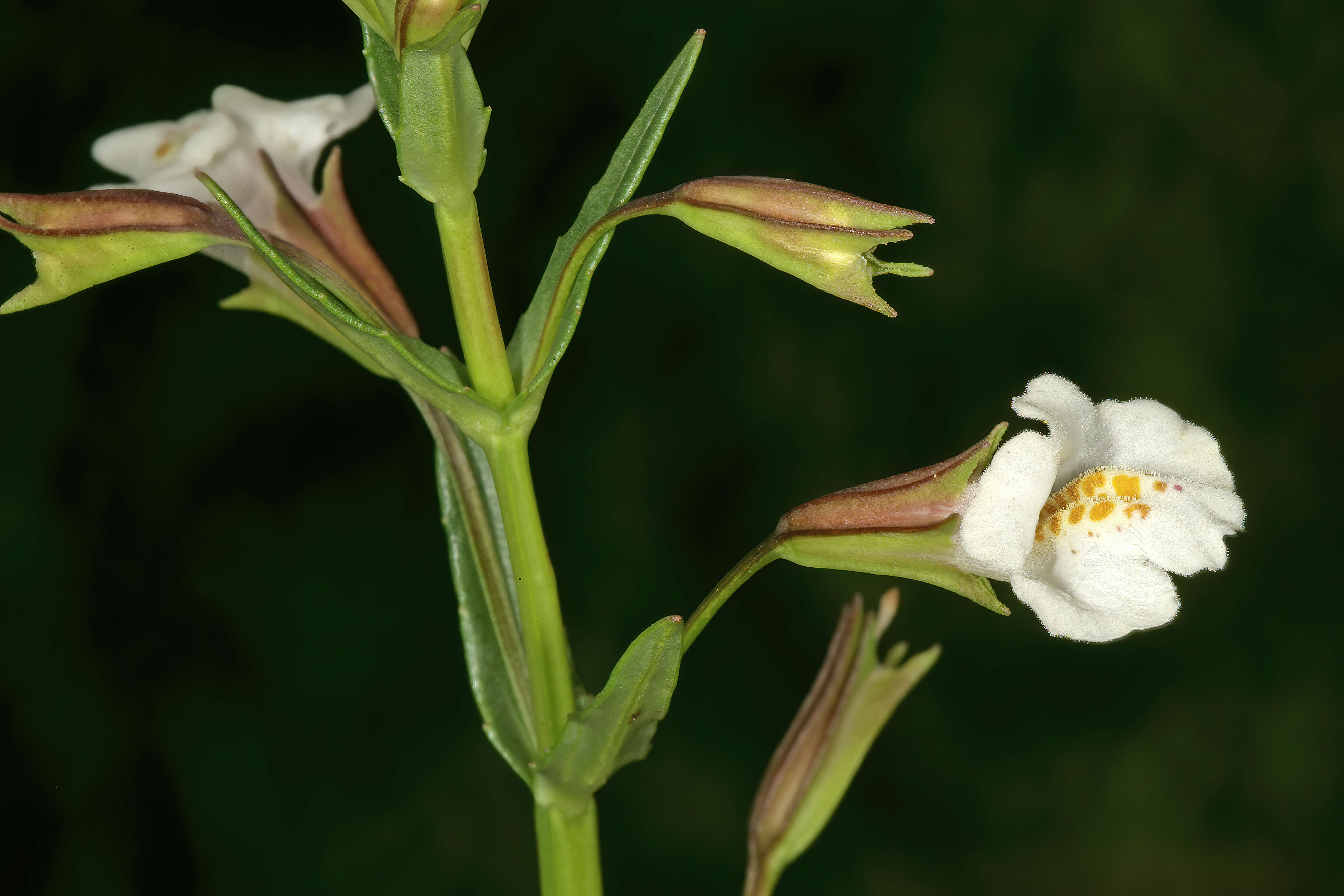 Imagem de Mimulus gracilis R. Br.