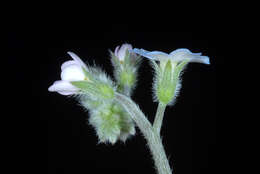 Image de Myosotis latifolia Poir.