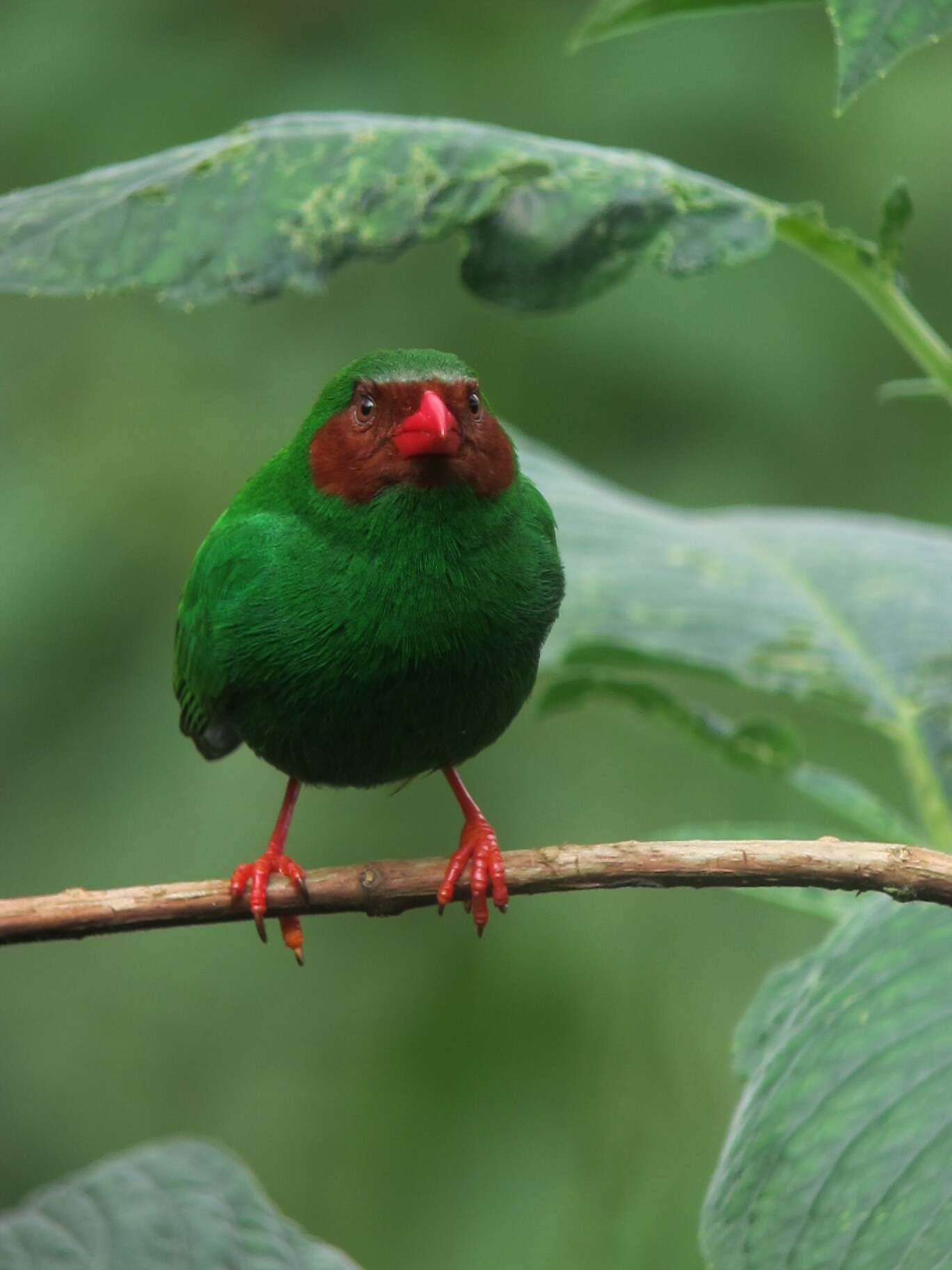 Chlorornis Reichenbach 1850的圖片