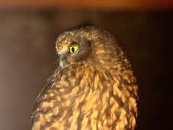 Image of Morepork