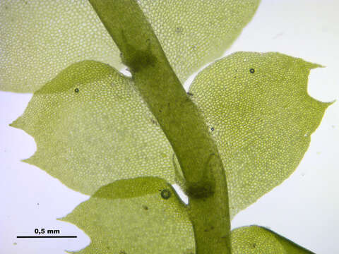 Image of Bifid Crestwort