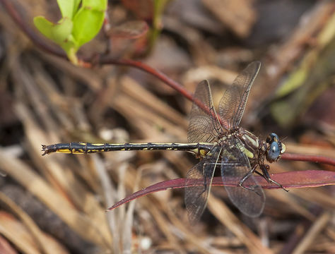 Image of Phanogomphus diminutus (Needham 1950)