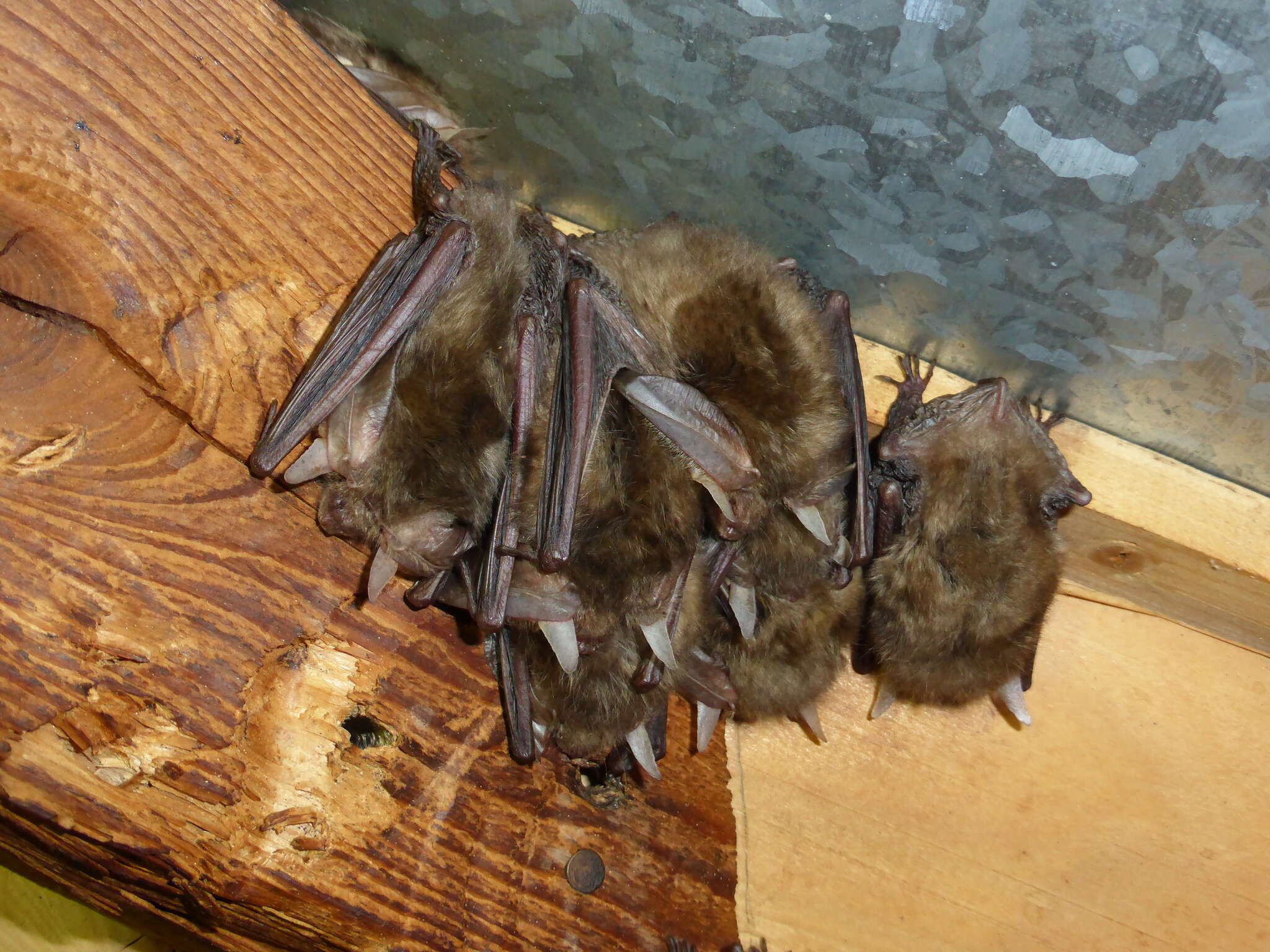 Image of Brown long-eared bat