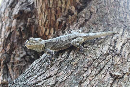 Image of Black-necked Agama