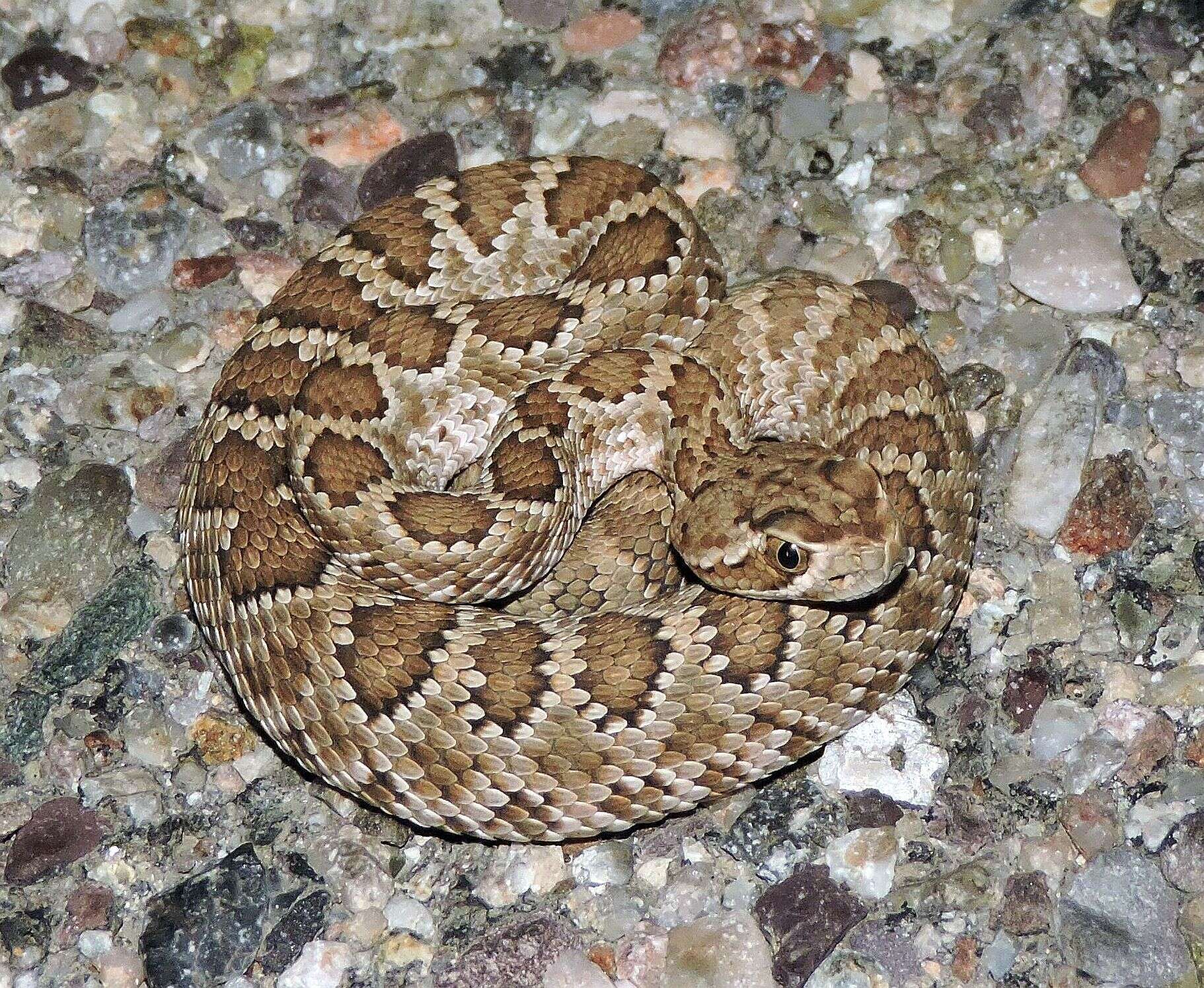 Image of Mohave Rattlesnake