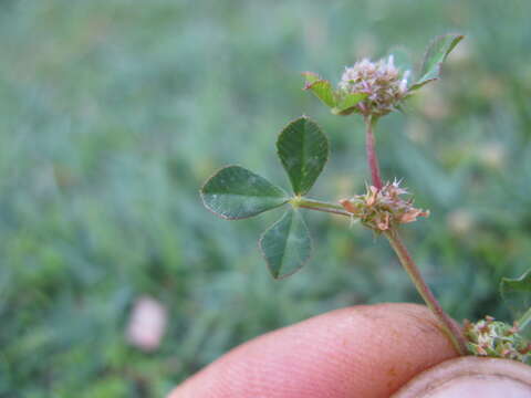 Image de Trifolium glomeratum L.