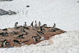 Image of Gentoo Penguin