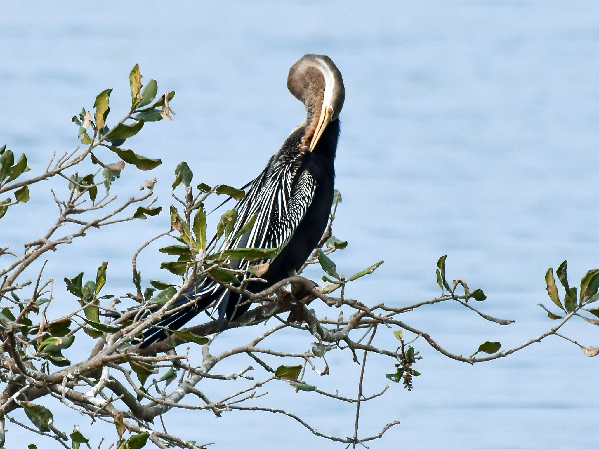 Image of Oriental Darter