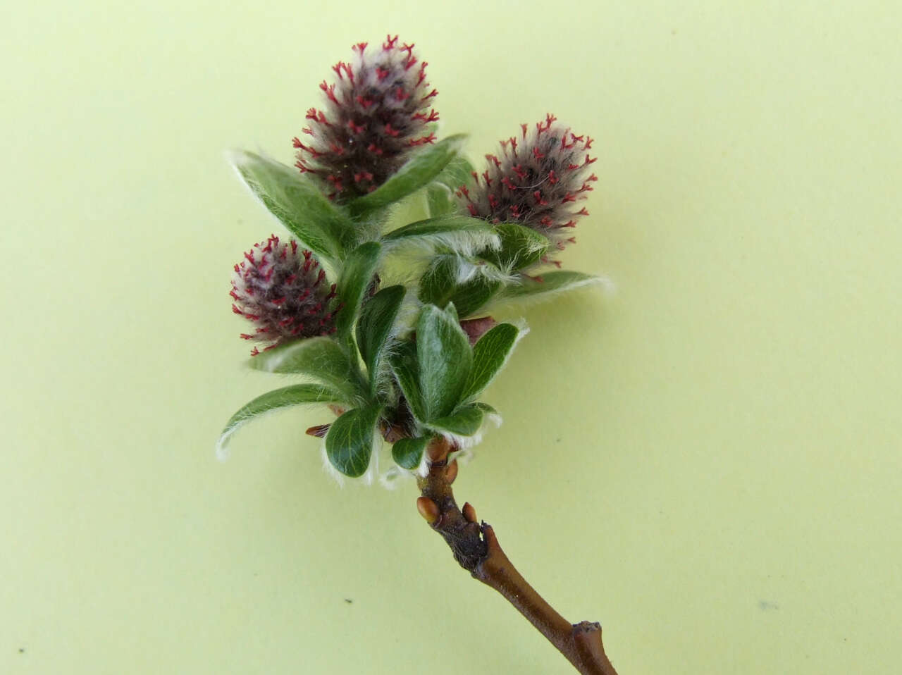 Image of Salix alpina Scop.