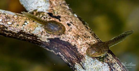 Image of Malabar Gliding Frog