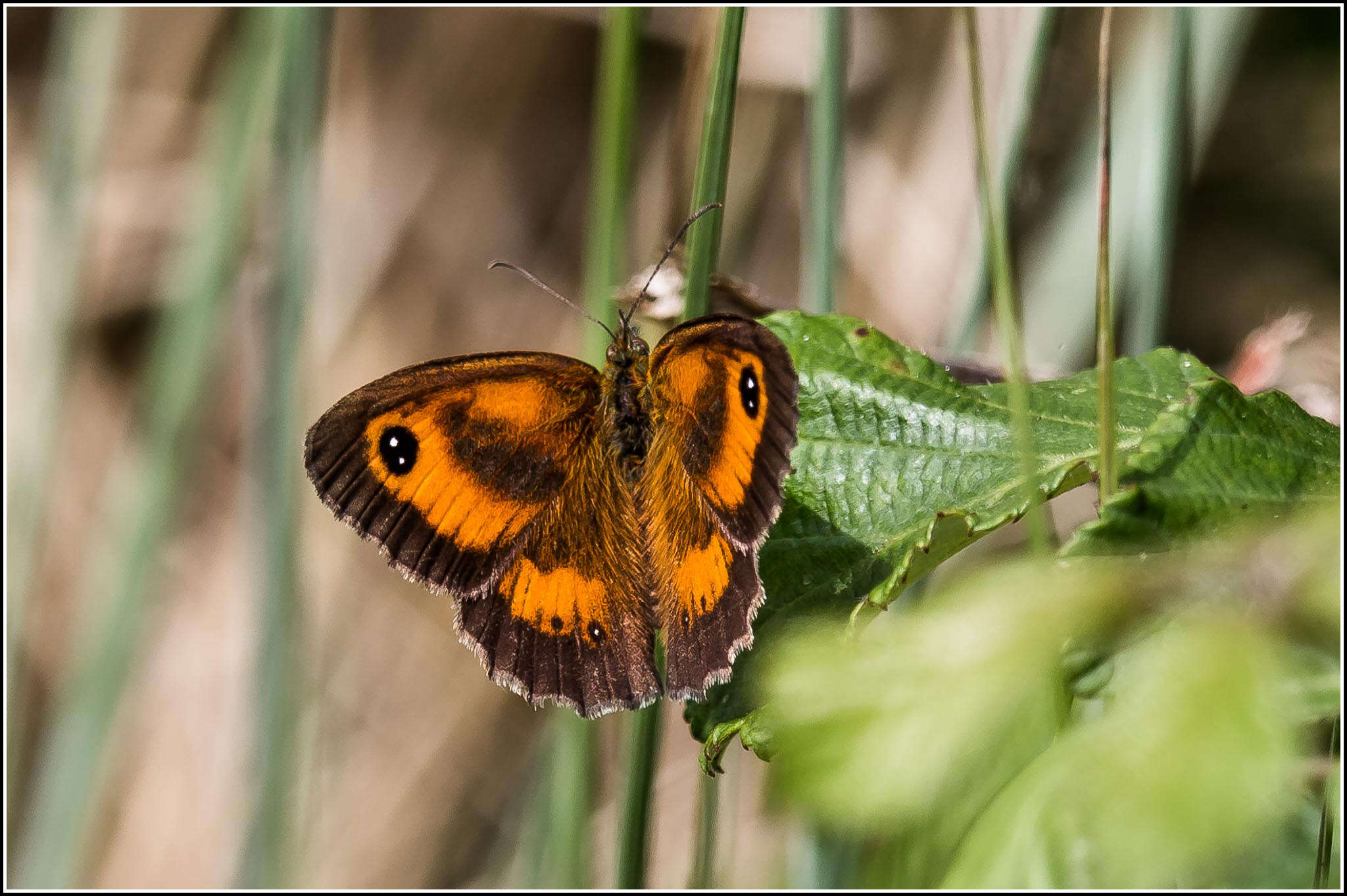 Image of hedge brown