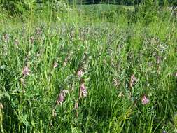 Imagem de Vicia pannonica Crantz