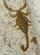 Image of Arizona Bark Scorpion