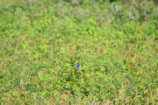 Image of Blue Grosbeak