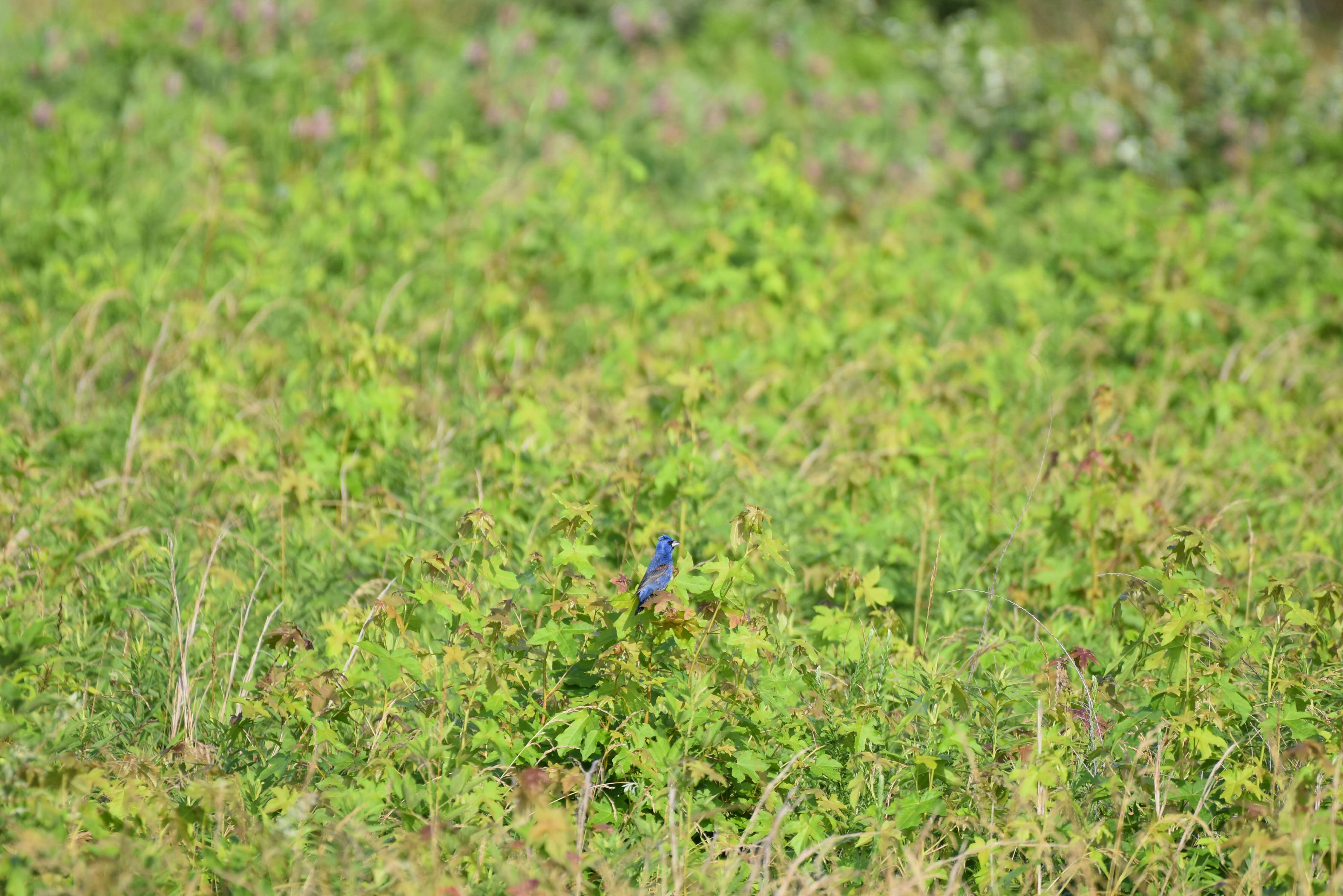 Image of Blue Grosbeak