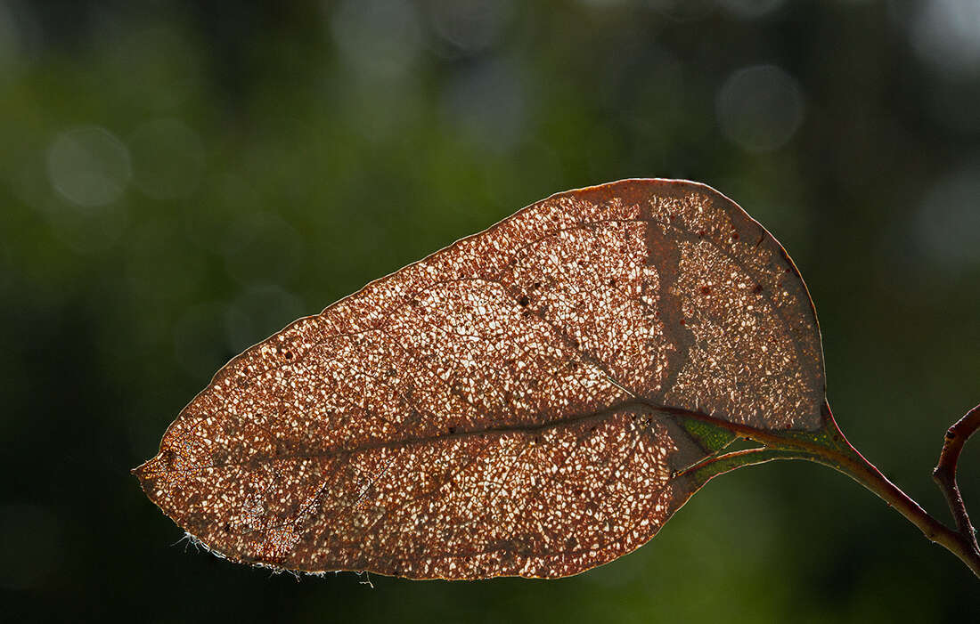 صورة Eucalyptus microcarpa (Maiden) Maiden