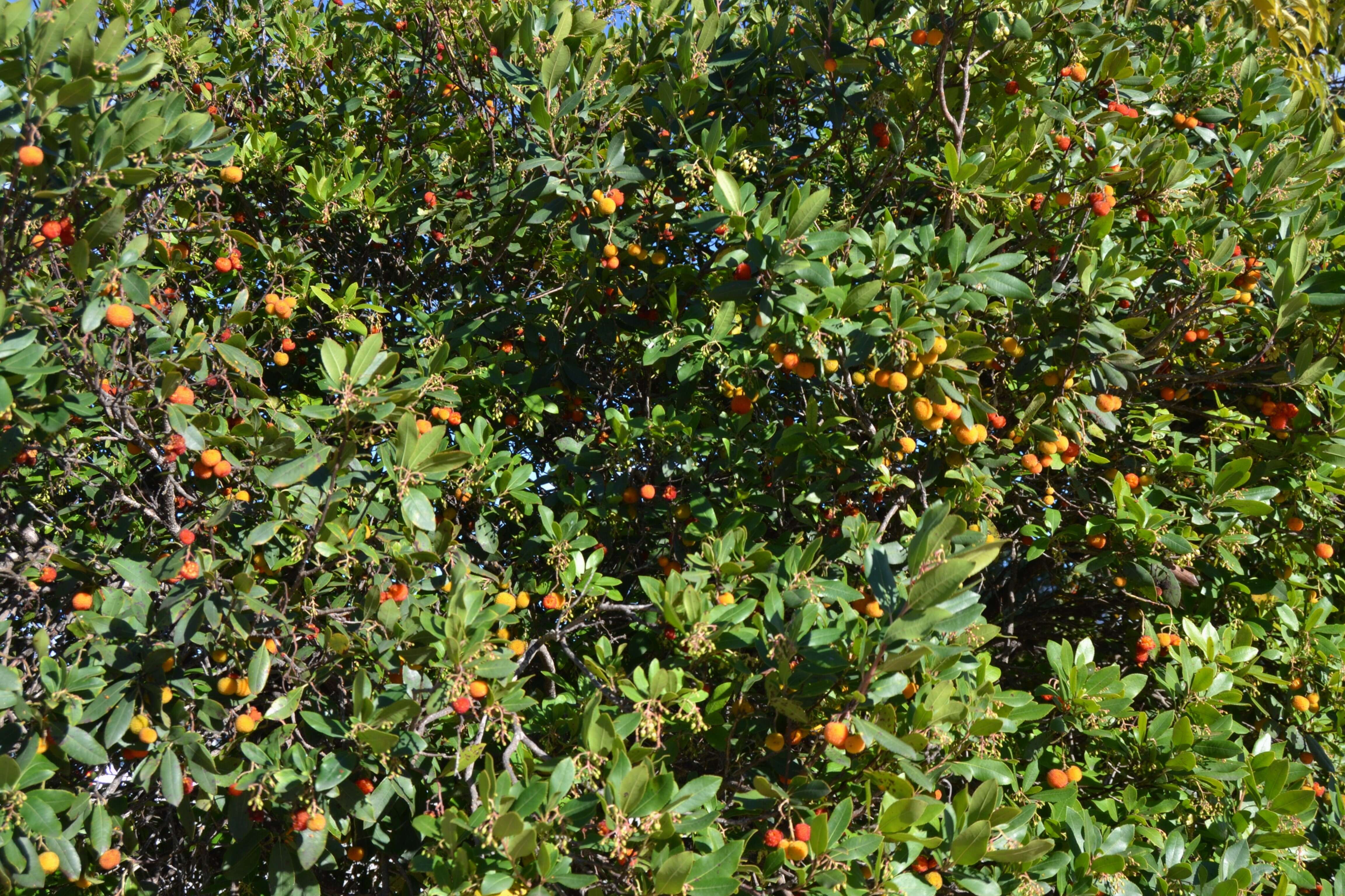 Image of strawberry tree