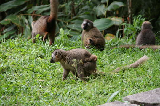 Image of Bennett's Brown Lemur