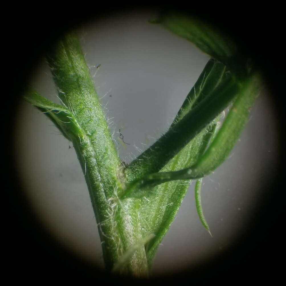 Image of hairy white oldfield aster