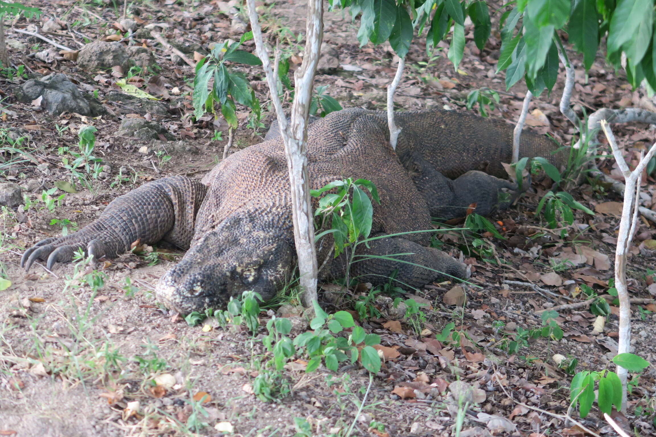 Image of Komodo Dragon