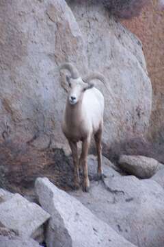 Image of Sierra Nevada bighorn sheep