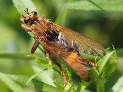 Image of Hornet robberfly