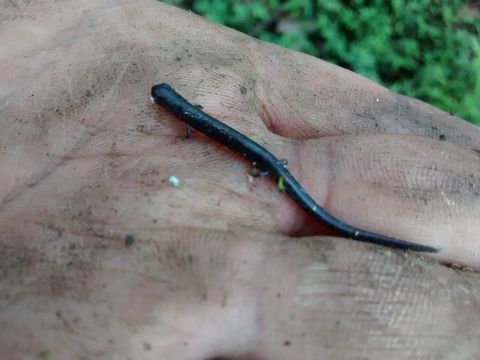 18.https www inaturalist org photos 6011369.580x360