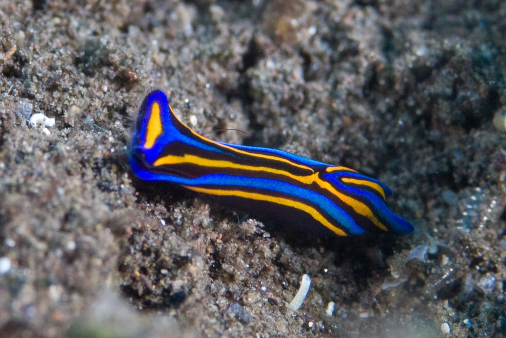 Image of Chelidonura hirundinina (Quoy & Gaimard 1833)
