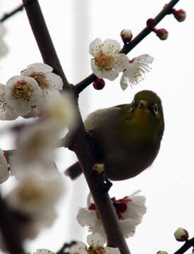 Image of Japanese White-eye