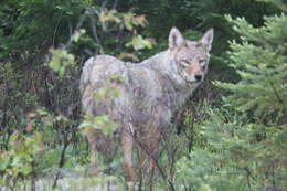 Image of Eastern Timber Wolf